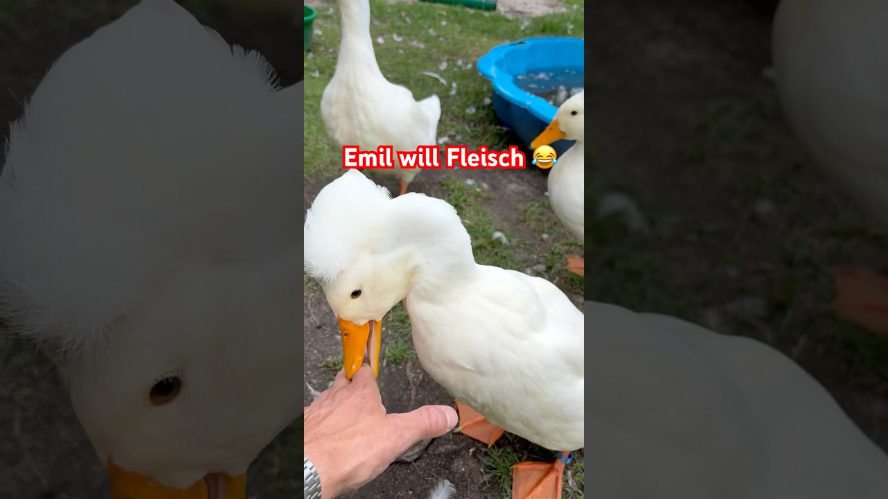 Erpelchen hat Hunger auf Mensch 🤪😂