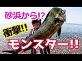 サーフから一投目で特大シイラが釣れた！【ショアジギング】【SLS】／HartDesign TV(ハートデザインTV) 【Vol.162】