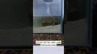Detik-detik Labi labi menghilang #short #labilabi #bulus