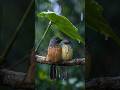 Berteduh dibawah daun