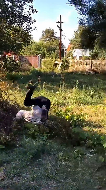 Never make the mistake of putting your hand in a beehive?🐝 #shorts #honeybee