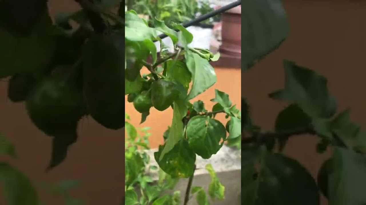 Grow Round chilli / Dalle khursani at Home