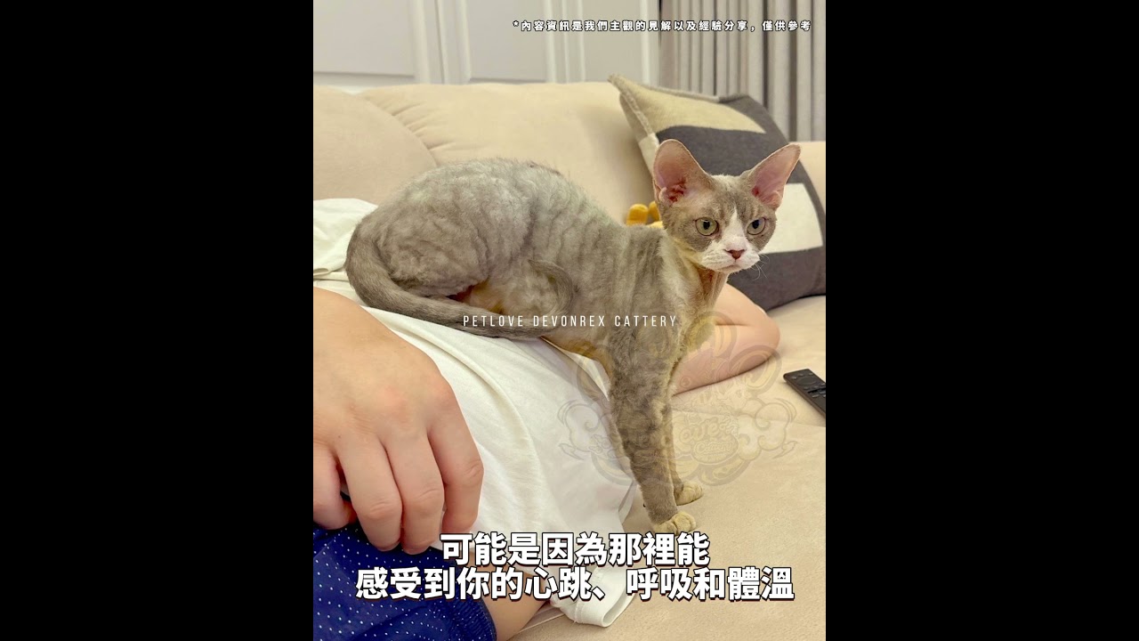 💤貓咪睡覺的位置,其實藏著牠對你的心意😻 縮圖