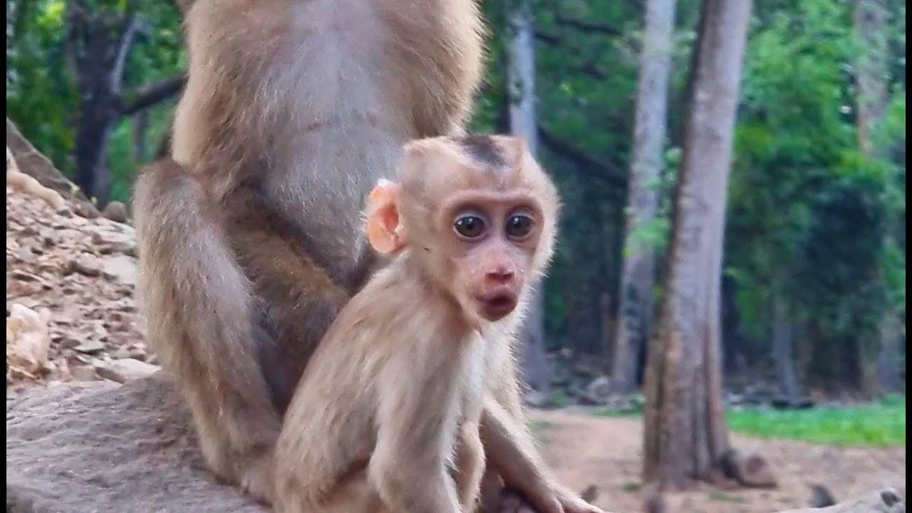 Baby monkey C R Y non-stop until she meet her MOM