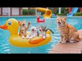 Mama Cat Trims Fur on the Farm and Makes Tiger Hat For Kittens At Home🐾🎩🐯