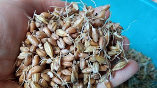Как прорастить пшеницу и ячмень, чтоб зерно не закисало, не плесневело и не заванивалось.Два способа