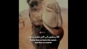 اجمل تلاوة من سورة الغاشية للقارئ اسلام صبحي