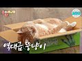 우리집 고양이 츄르를 싫어해! 식탐없는 뚱냥이 팥지 ㅣMy cat hates Chur! fat cat without appetite #ZOO간애니멀#MSG 하하랜드MBC180502