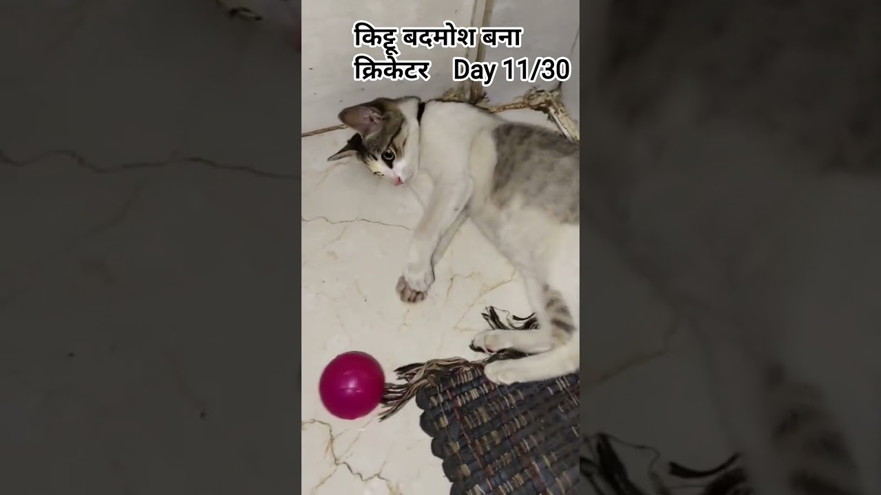 kittu badmosh bana cricketer😸😂💗