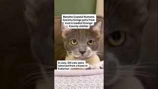 Rancho Coastal Humane Society brings pets from overcrowded Orange County shelter