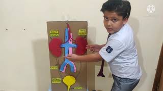 Science Model - Excretory System Working Science Model System 3