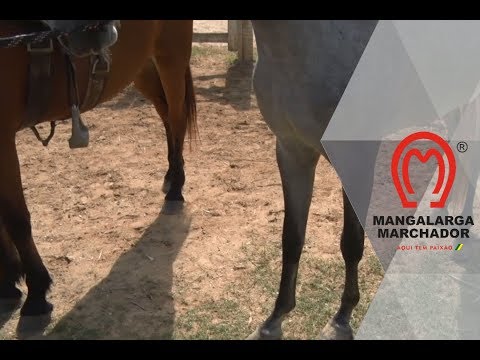 Vídeo: Perguntas frequentes: Como arrendar um cavalo
