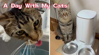 A day with my cats.#catvideos #tabbycats #cutecat