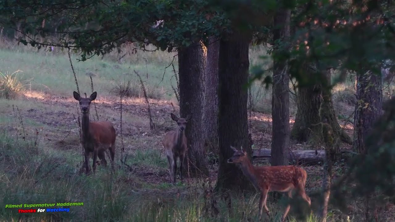 Wilde Zwijnen en Edelherten / Veluwe | Wild boars and red deer moment of the Forest | Sony A7 IV 4K
