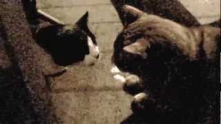 First surprise cat visitor by Olga Eriksson 49,173 views 11 years ago 1 minute, 27 seconds