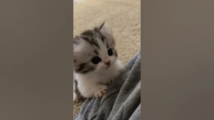 Video 6940621: enjoy funny cats, cat enjoy playing