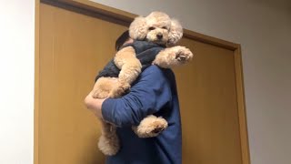 寝る時も一緒がいい大きいトイプードル【デカプー】【トイプードルのロアくん】【toy poodle】