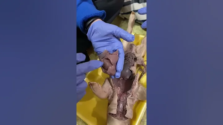 Olivia Parry- Pig Respiratory System Dissection