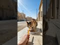 الواقع يتحول إلى لوحة كرتونية ساحرة – Super Studios AI ✏️🎨✨
