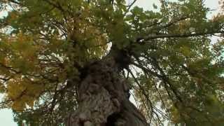 Rüstem Behrudi - Salam Dar Ağacı Şeiri