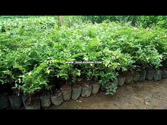 Dapatkan Bibit Anggur Brazil Kualitas Super