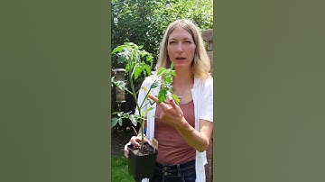 Do this to prevent blossom end rot on your tomatoes!