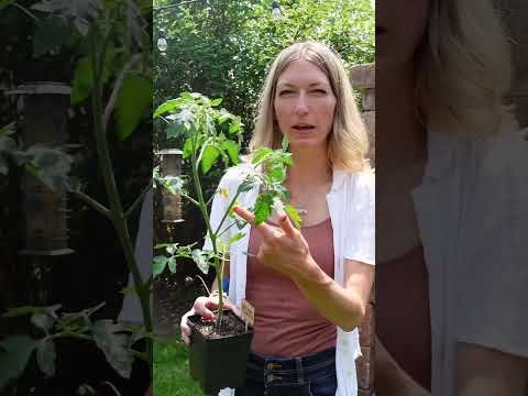 Vídeo: Blossom End Rot in Tomatoes: Como parar a podridão da flor de tomate