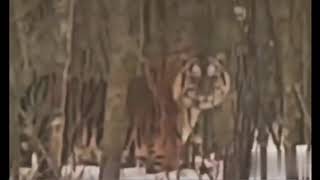 路上遇見野生西伯利亞虎Meet wild Siberian tiger on the road