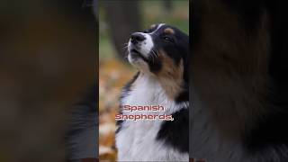 Australian Shepherd 101: Five Facts that Will Blow Your Mind