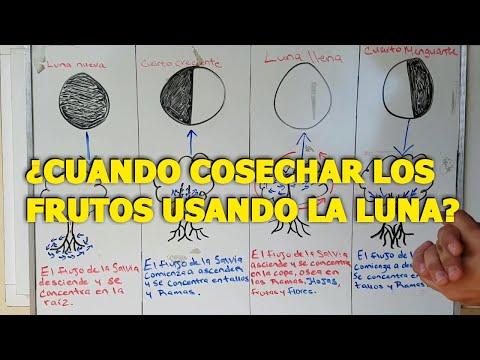 Vídeo: Luna De Cosecha En TGS