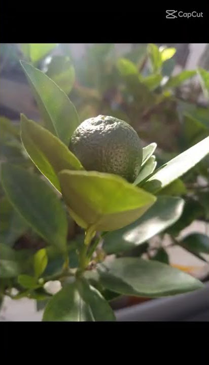 MASYAALLAH CANTIK BANGET YA ALLAH (JEDAG JEDUG)