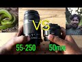 CANON 50MM VS 55-250MM | CANON 50MM 1.8 STM | CANON 55-250MM LENS REVIEW