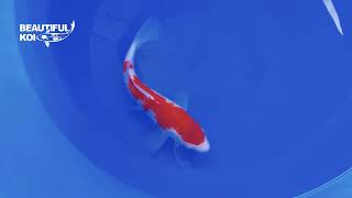 BFK944 Maruyama Kohaku 29cm