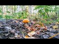 Сбор грибов на ПОЛИГОНЕ | Грибы в Беларуси 2020 | Mushrooms in Belarus 2020