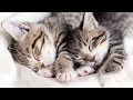 528 hz soothing music for cats to relieve stress and anxiety with cat purring sounds