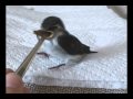 feeding a baby swallow
