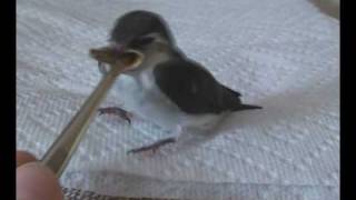 Feeding A Baby Swallow