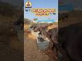 Best Dairy Farm in Karimnagar | Buffaloes & Cows for Sale | 365 Days Available #raithumitrudu