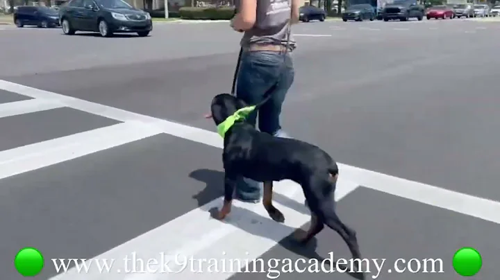 Off leash 6 month old Rottweiler “Diesel” Dog Training in Orlando