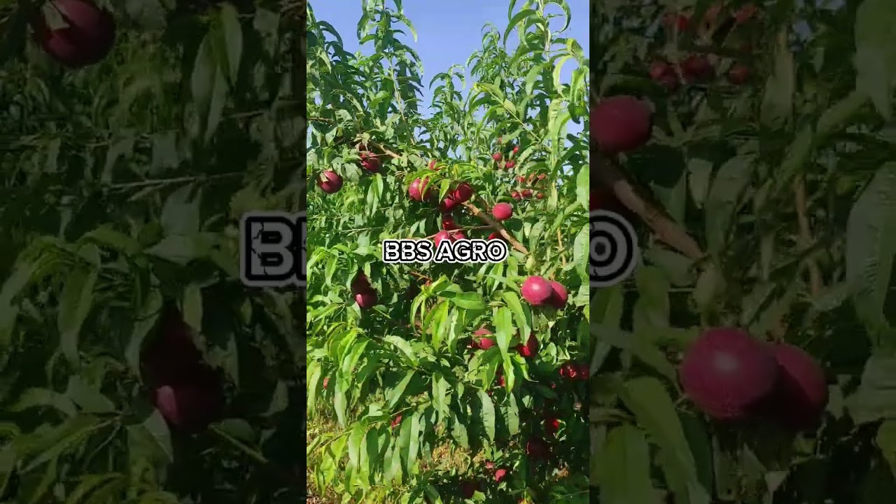 نكتارين بوريال