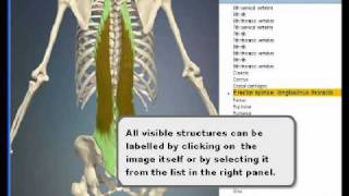 3D Interactive Anatomy for Pilates & Exercise