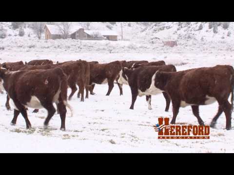 The American Rancher featuring The American Hereford Association January 2017