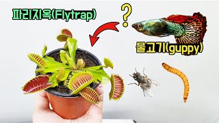 식충식물 파리지옥(Flytrap)에게 물고기(Fish)를 주면 어떻게 될까? [TV생물도감]