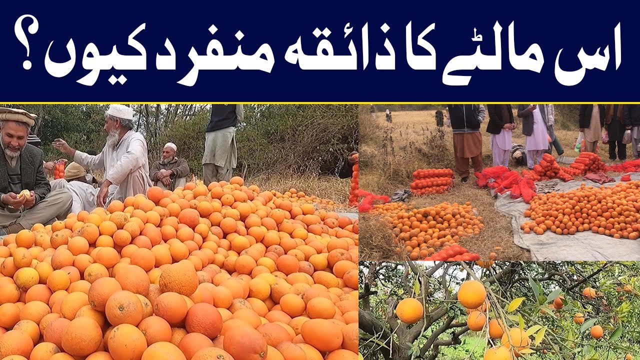 Palai Malta: Things you should know about palai oranges | Geo Digital