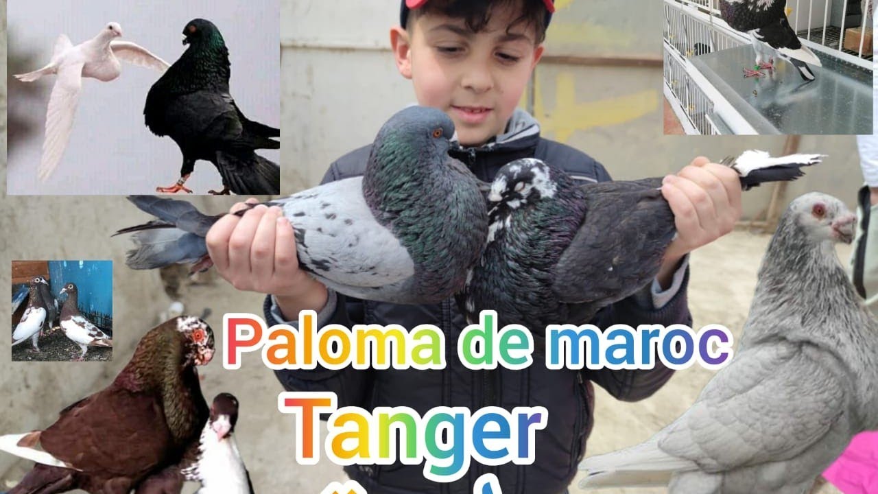 Paloma de Maroc سوق طنجة 🔥للحمام مع موالع الكبار🕊️🕊️
