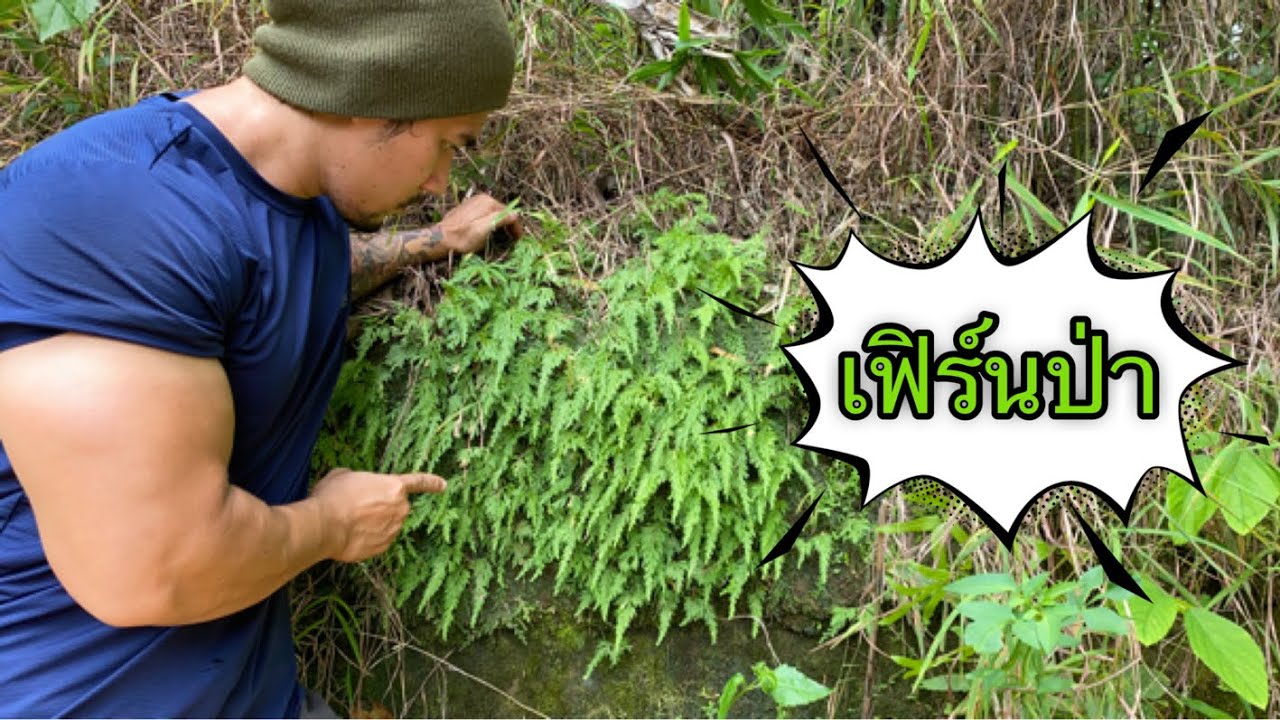 เฟิร์นป่า ไม้ประดับแห่งขุนเขา