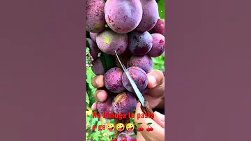 Palam Foods Video Limbu Palam Palam Latest Limbu Palam Palam Limbu Song Best Limbu Song 