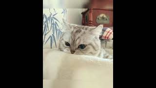 CATS WITH CONFUSING AURAS 2022