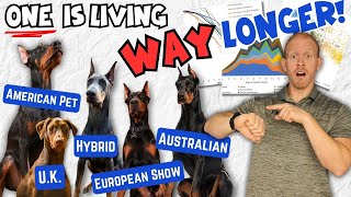 Doberman Lifespan Bombshell: One Type of Doberman is Outliving the Rest! by Doberman Planet 23,362 views 5 days ago 18 minutes