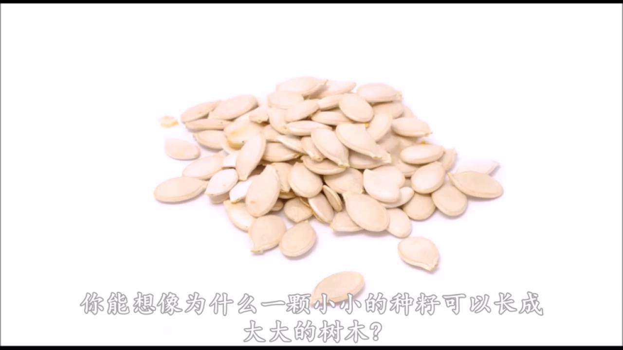 非看不可，看了你就知道什么是SoPlus源气种籽油